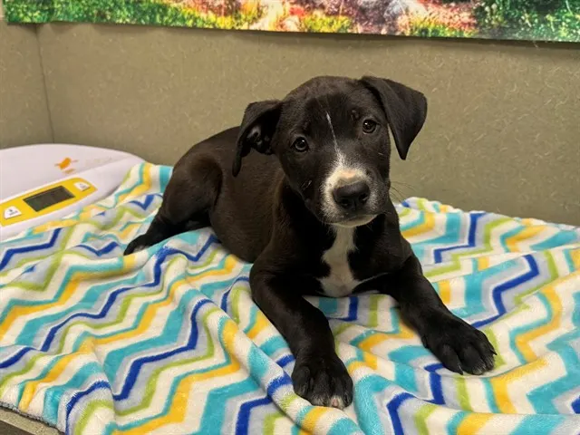 Adoptable Dog