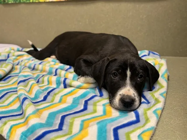 Adoptable Dog