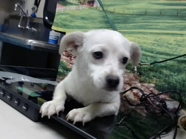 Adoptable Dog