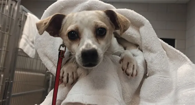 Adoptable Dog