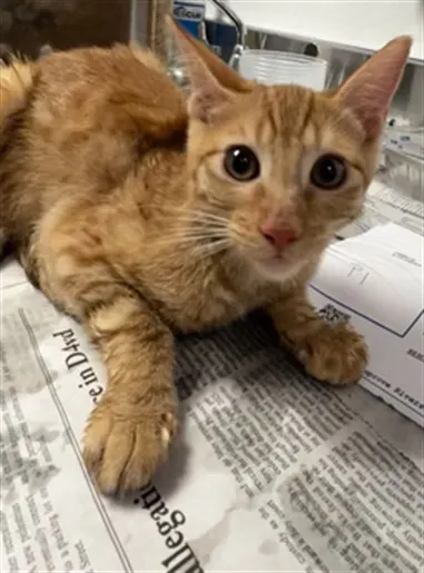 Adoptable Cat
