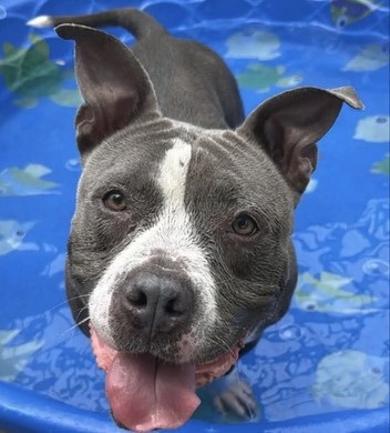 Patty-In Foster