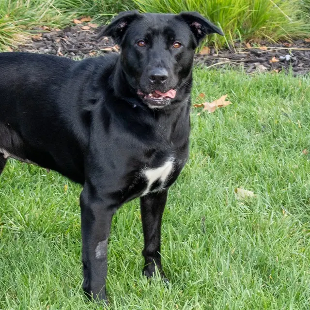 Remi