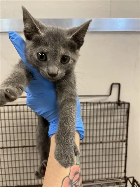 Adoptable Cat