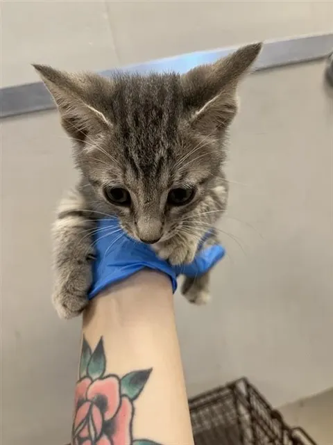 Adoptable Cat