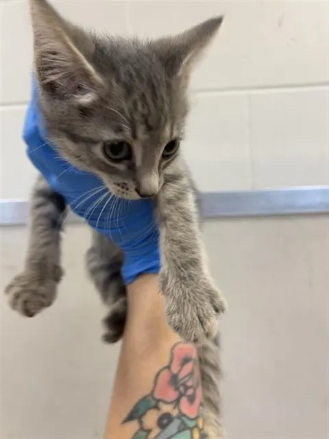 Adoptable Cat