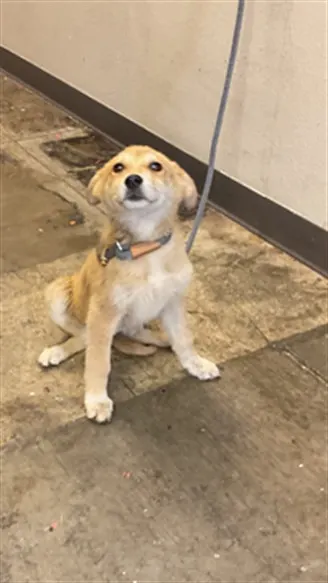 Kaya