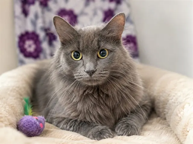 Kiki