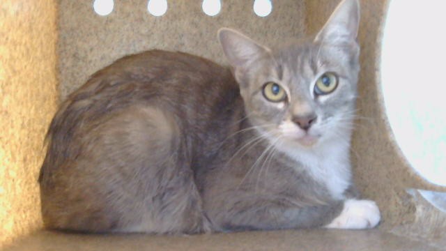 Adoptable Cat