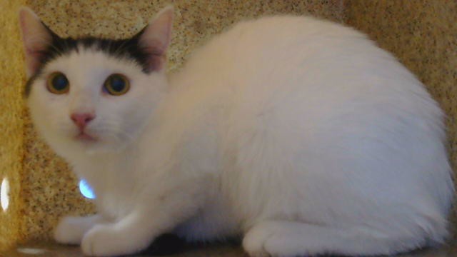 Adoptable Cat