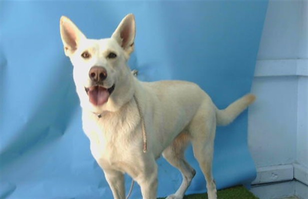 Adoptable Dog