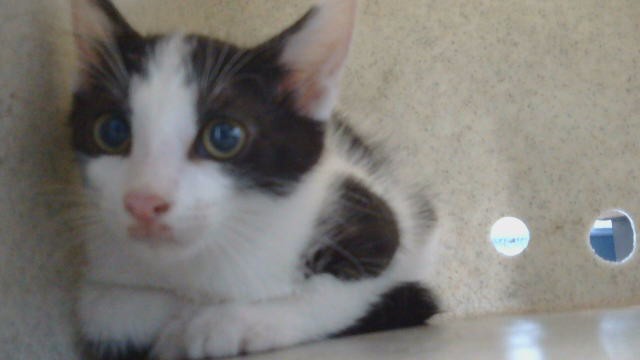 Adoptable Cat