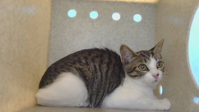 Adoptable Cat