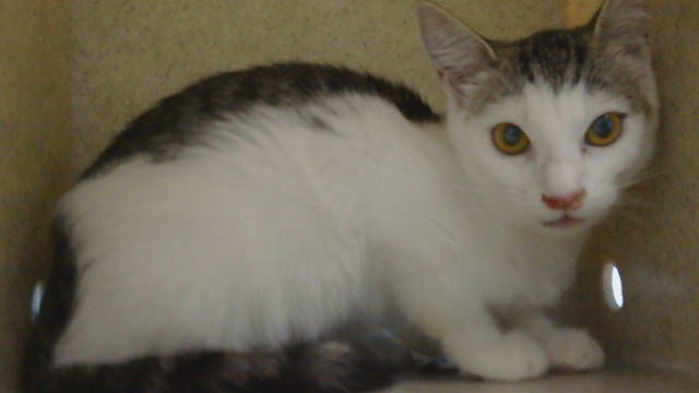 Adoptable Cat