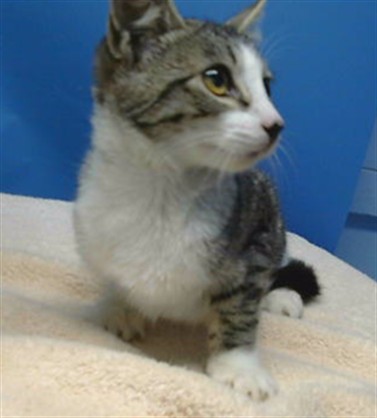 Adoptable Cat