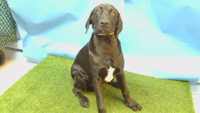 Adoptable Dog
