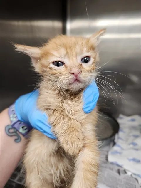 Adoptable Cat