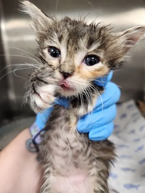 Adoptable Cat