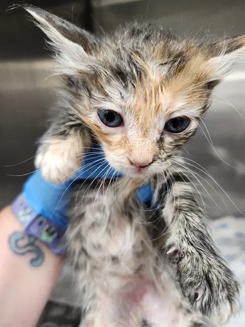 Adoptable Cat