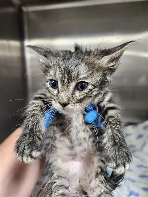 Adoptable Cat