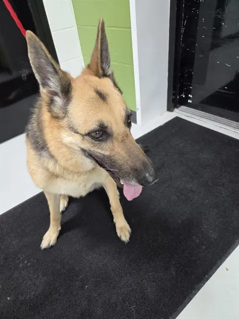 Adoptable Dog