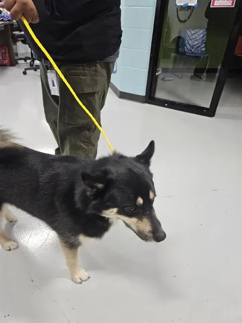 Adoptable Dog