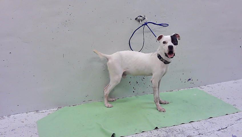 Pongo