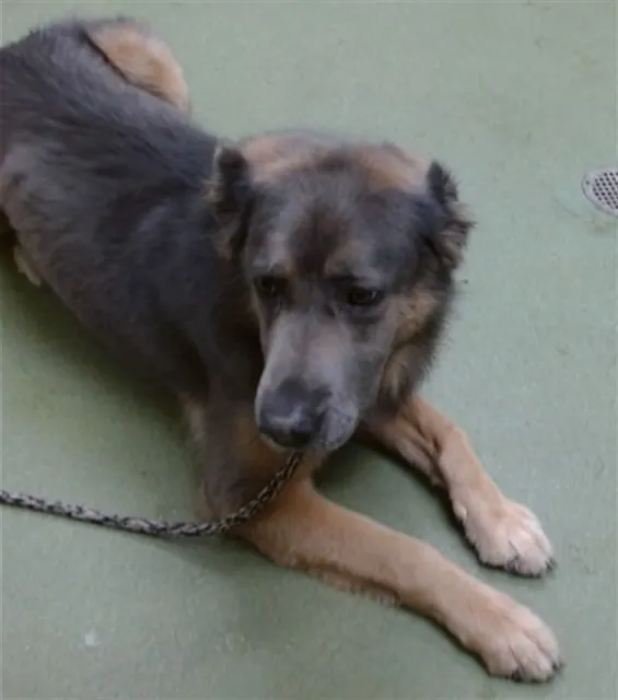 Med Adopt Jimmy Keith