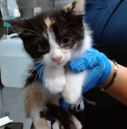 Med Adopt Honda