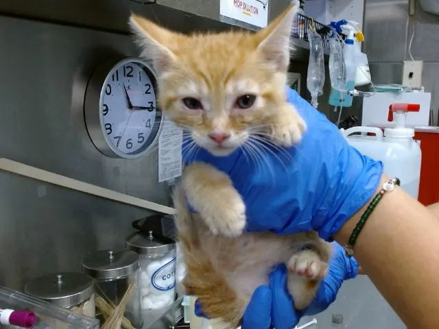 Med Adopt Nissan