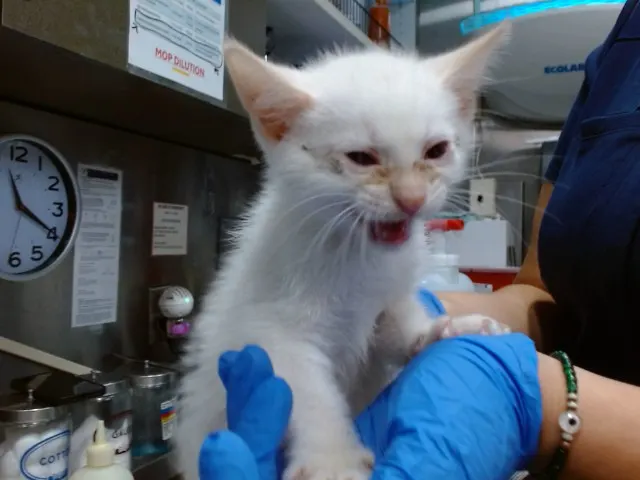 Med Adopt Mazda