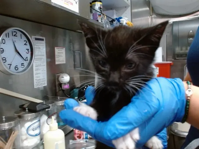 Med Adopt Audi