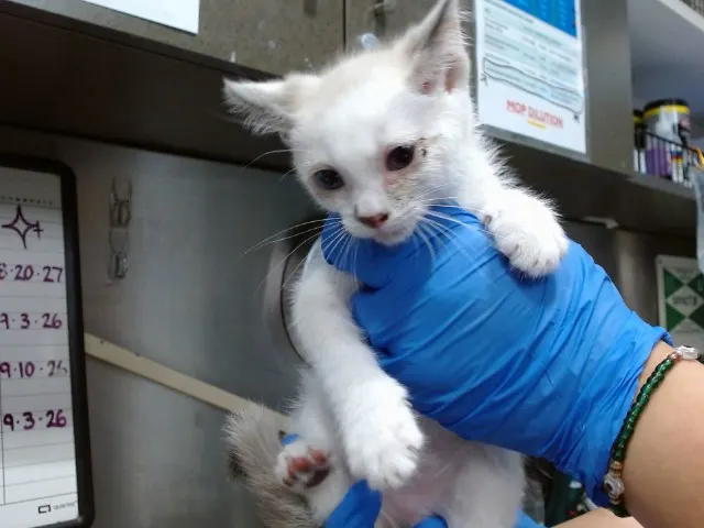 Med Adopt Genesis