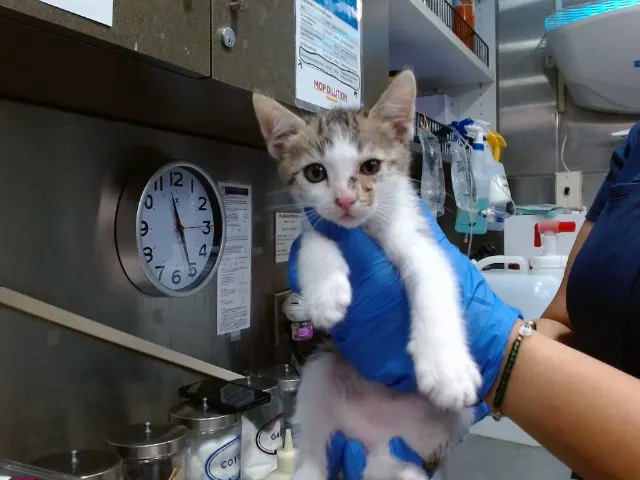 Med Adopt Benz