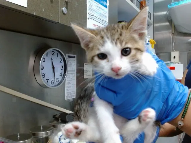 Med Adopt Acura
