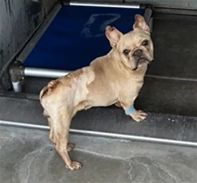 Med Waiver Louie