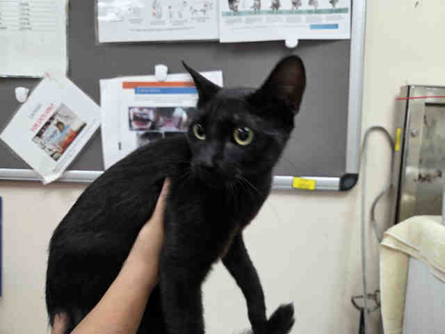 Onyx
