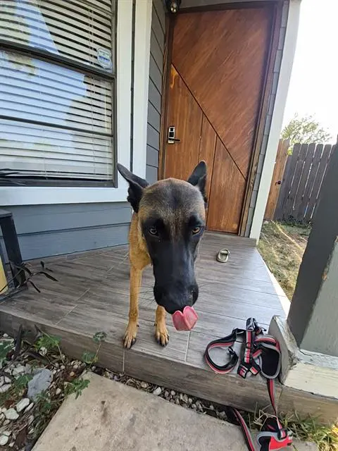 Adoptable Dog