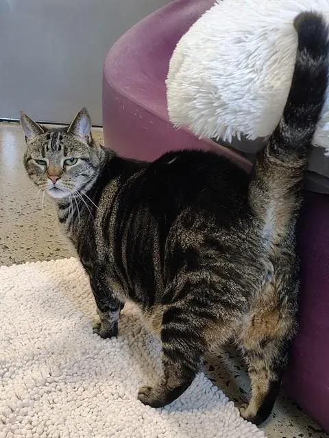 Pj