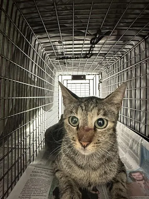 Adoptable Cat