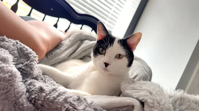 Angel
