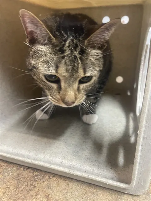 Mittens