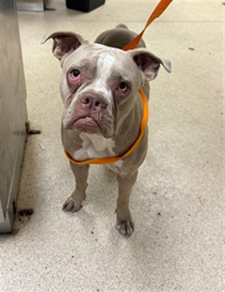 Adoptable Dog
