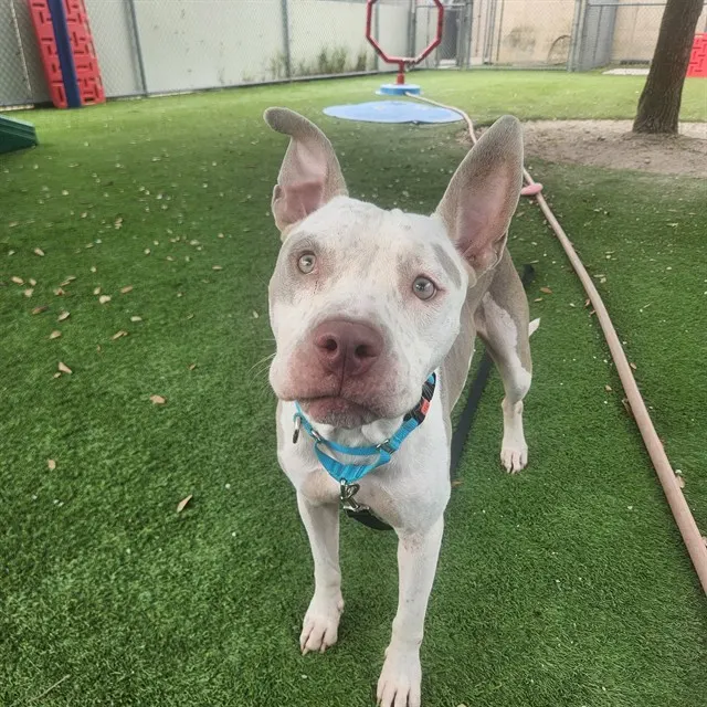 Chico