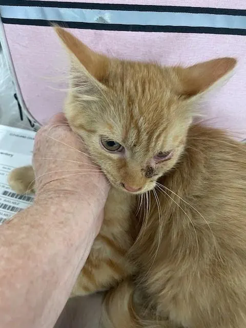 Adoptable Cat