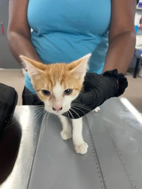 Adoptable Cat
