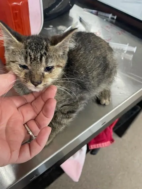 Adoptable Cat