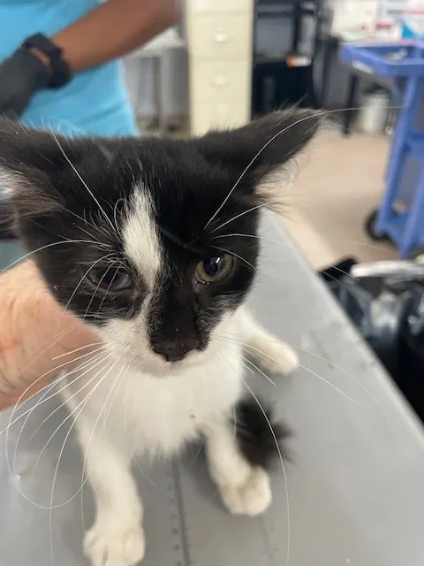Adoptable Cat