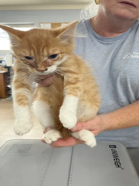 Adoptable Cat