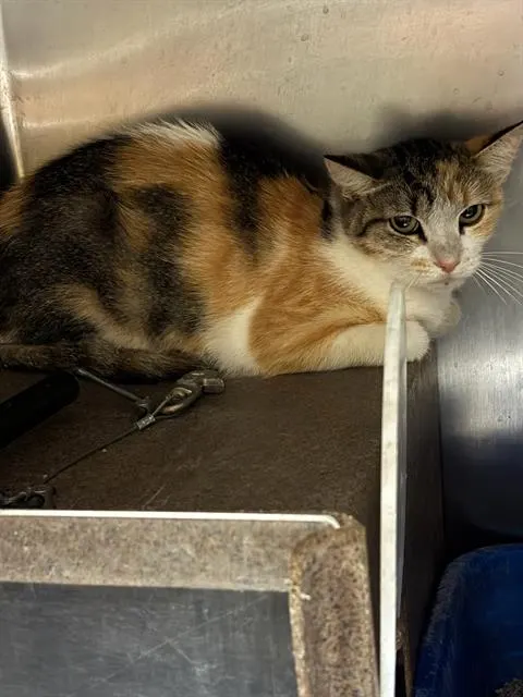 Adoptable Cat